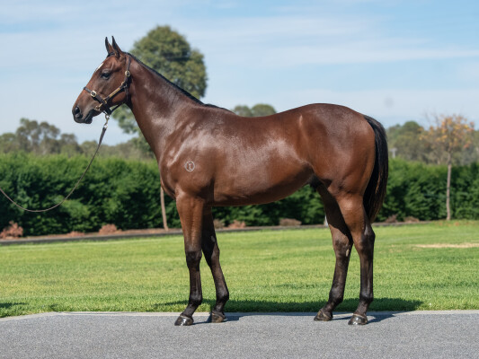 Lot 383: Pierata / Surely (IRE)