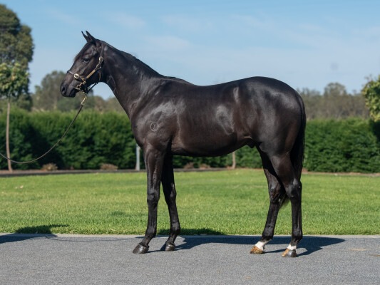 Lot 385: Lucky Vega (IRE) / Sweeping Approach (IRE)