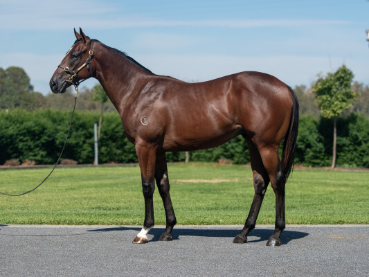 Lot 477: Grunt (NZ) / Apple Tart