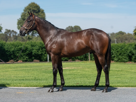 Lot 485: Savabeel / Ark (IRE)