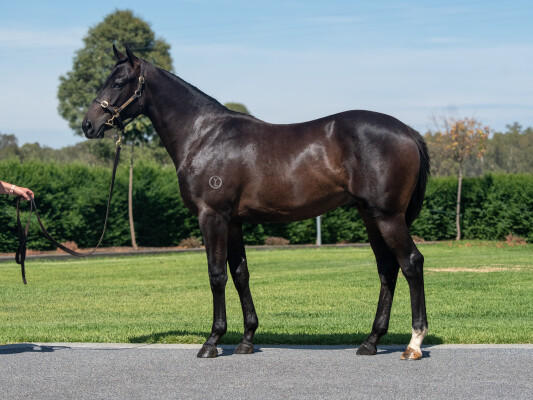 Lot 504: Lord Kanaloa (JPN) / Belle Liaison (JPN)