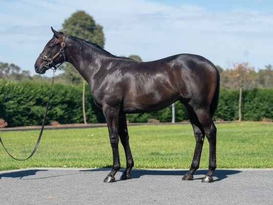 Lot 505: Pierata / Bellevue Star