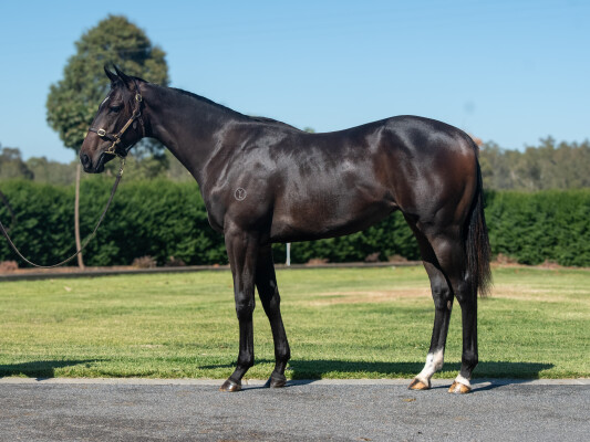 Lot 510: Written Tycoon / Bequeathed