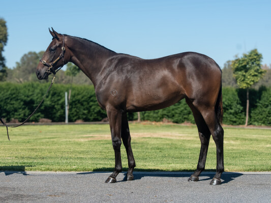 Lot 525: Zoustar / Bonanova's Dream