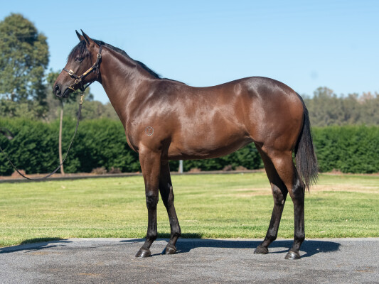 Lot 530: Diatonic (JPN) / Broadwayandfourth