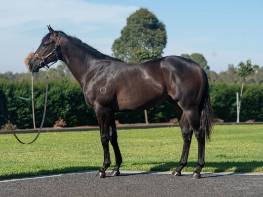 Lot 540: Grunt (NZ) / Californiasilencer