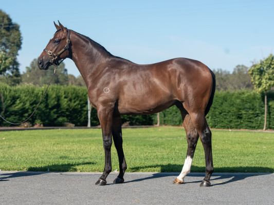 Lot 544: Grunt (NZ) / Caricature (USA)