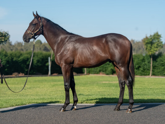 Lot 546: Alabama Express / Cascade (NZ)