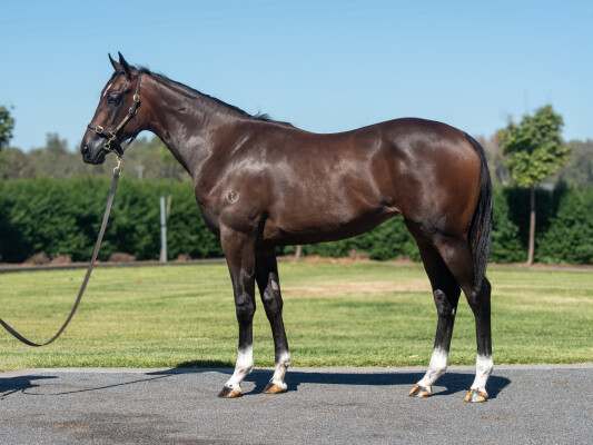 Lot 550: Alabama Express / Chaminade