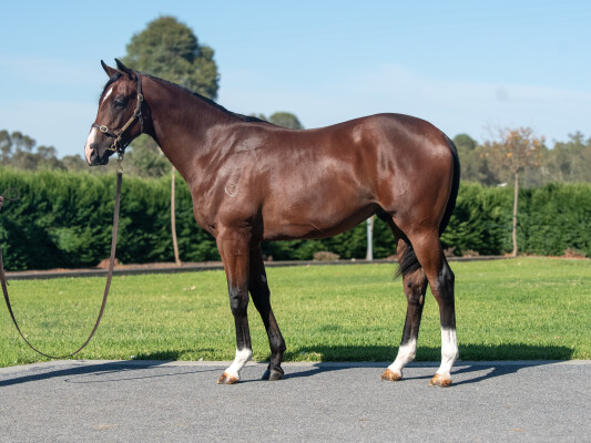 Lot 555: Grunt (NZ) / Chevalet
