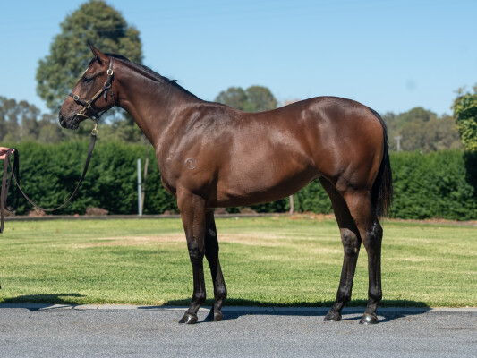 Lot 565: Alabama Express / Conflate