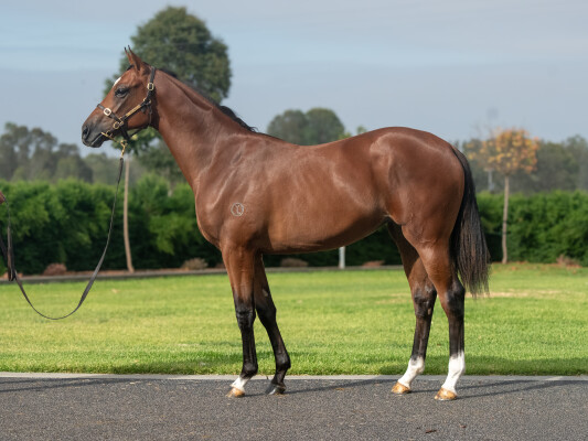 Lot 566: Alabama Express / Consensus (NZ)