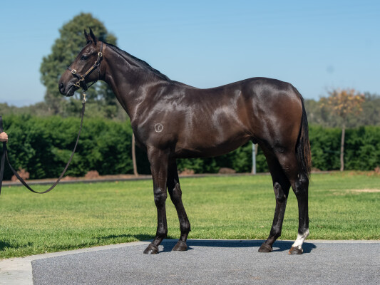 Lot 573: Alabama Express / Crowned Eagle