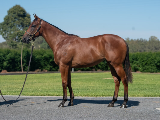 Lot 811: Tagaloa / Agent Sonya (IRE)
