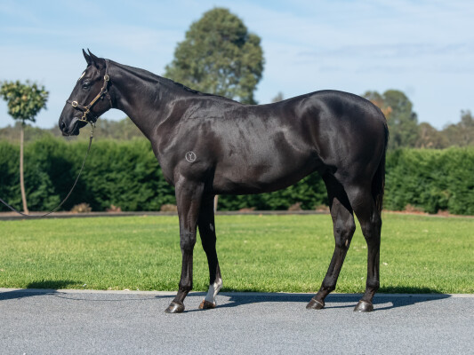 Lot 813: Written Tycoon / Camerata