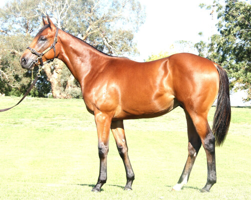 Lot 133: Cool Aza Beel (NZ) / Jacquetta