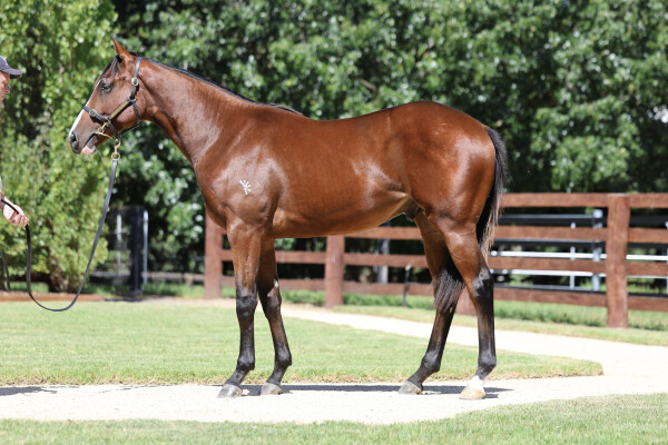 Lot 75: Acrobat / Galizani