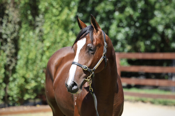 Lot 75: Acrobat / Galizani