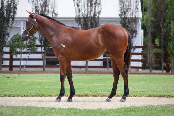 Lot 122: Justify (USA) / Incredulous Dream