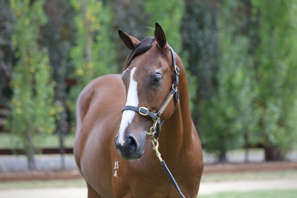 Lot 122: Justify (USA) / Incredulous Dream
