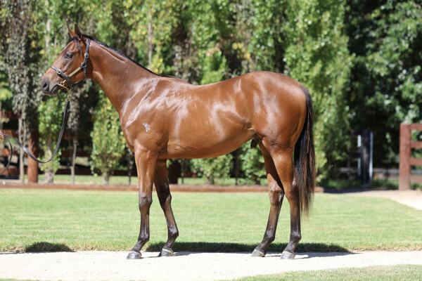 Lot 191: Justify (USA) / Maybe the Best