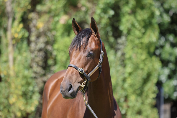 Lot 191: Justify (USA) / Maybe the Best