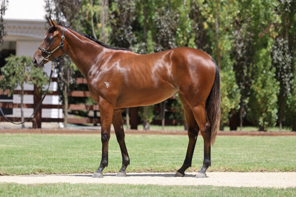 Lot 292: Justify (USA) / Realm of Flowers