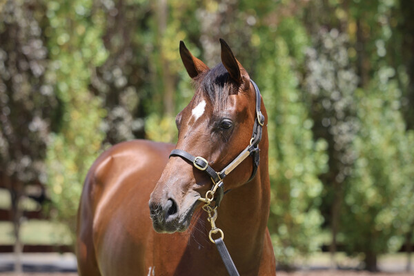 Lot 292: Justify (USA) / Realm of Flowers