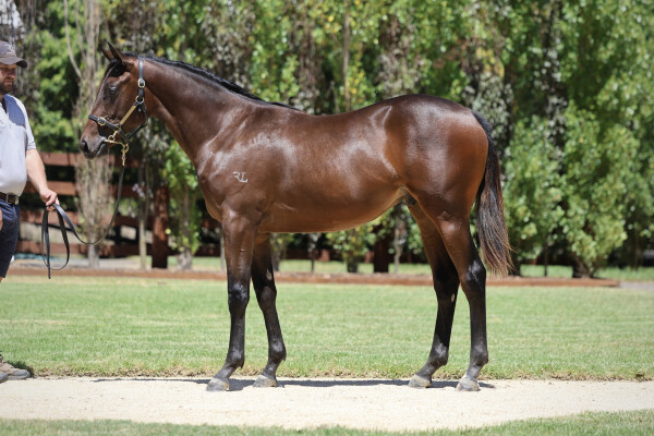 Lot 330: Russian Revolution / She's on Que