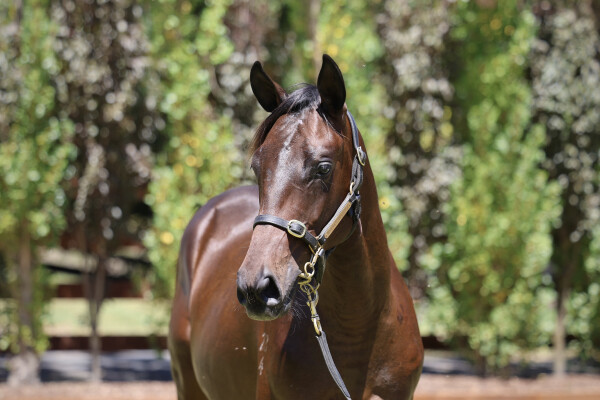 Lot 330: Russian Revolution / She's on Que