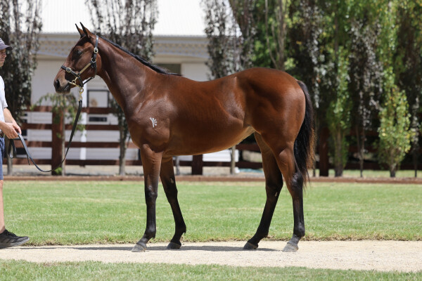 Lot 363: Home Affairs / Splendoronthegrass