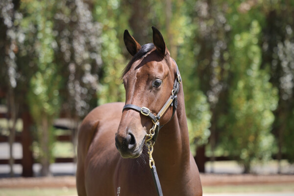 Lot 363: Home Affairs / Splendoronthegrass