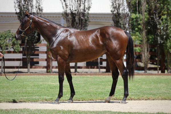 Lot 714: Grunt (NZ) / Sky Spirit