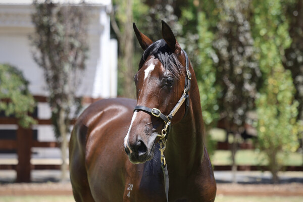 Lot 714: Grunt (NZ) / Sky Spirit