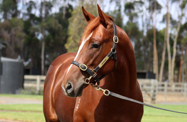 Lot 11: Toronado (IRE) / Di Lusso