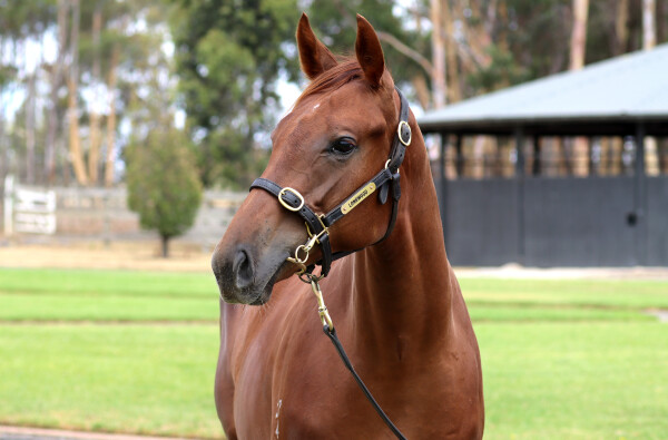 Lot 72: Capitalist / Fuhryk