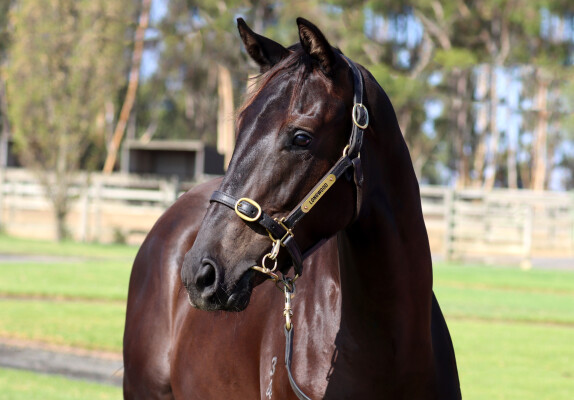 Lot 498: Street Boss (USA) / Barangaready
