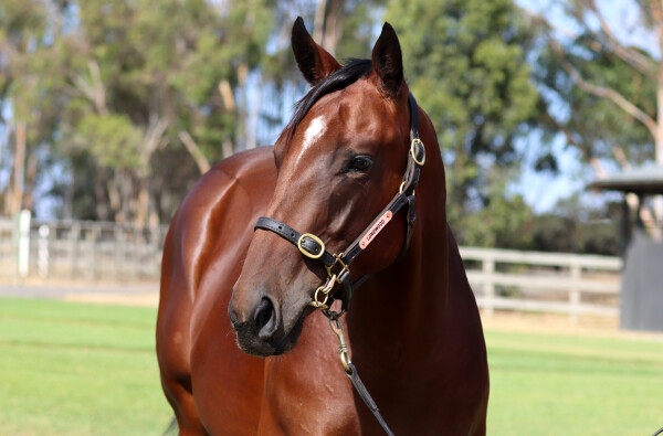 Lot 632: Hanseatic / Ivanamarie