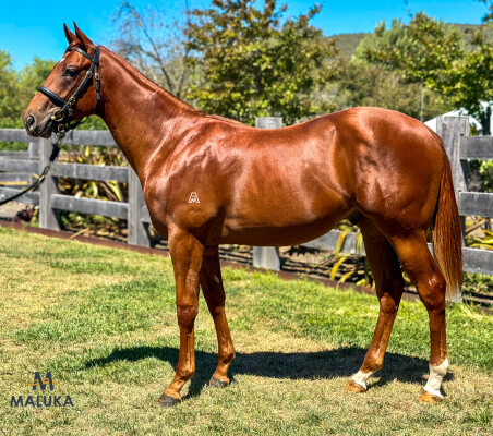 Lot 186: Anamoe / Major Wager