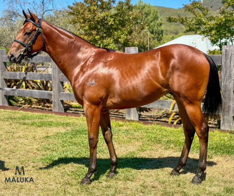 Lot 804: Shamus Award / Cotillard