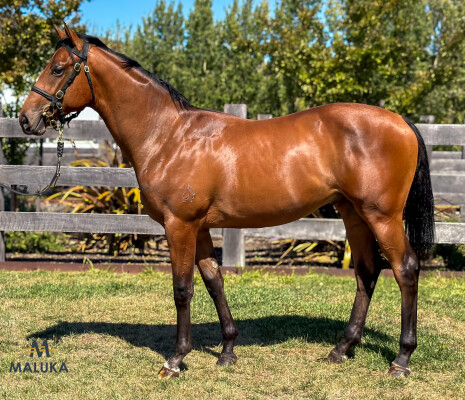 Lot 601: Alabama Express / Fields of Grace