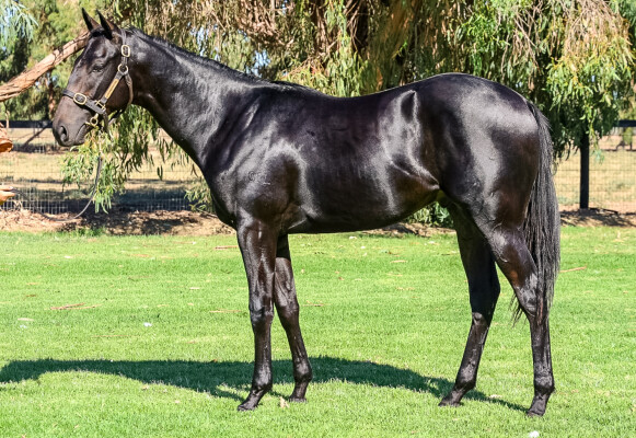 Lot 95: Shamus Award / Heaven's Wish