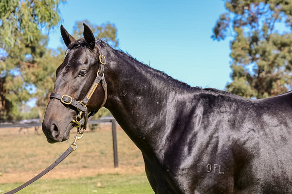 Lot 95: Shamus Award / Heaven's Wish