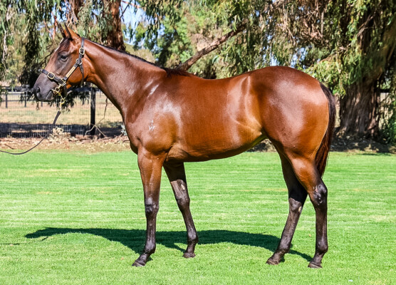 Lot 202: Shamus Award / Mirfa
