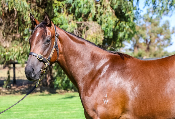 Lot 202: Shamus Award / Mirfa