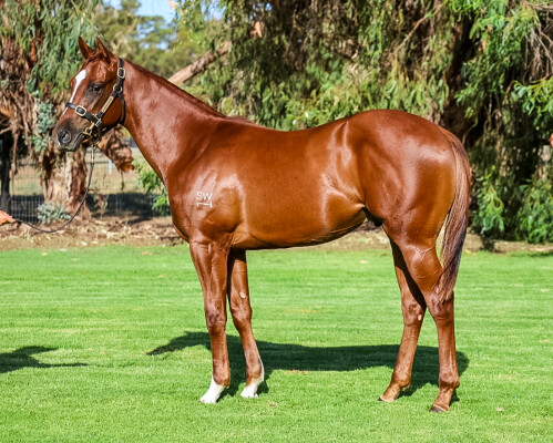 Lot 210: Toronado (IRE) / Mockery