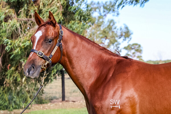 Lot 210: Toronado (IRE) / Mockery