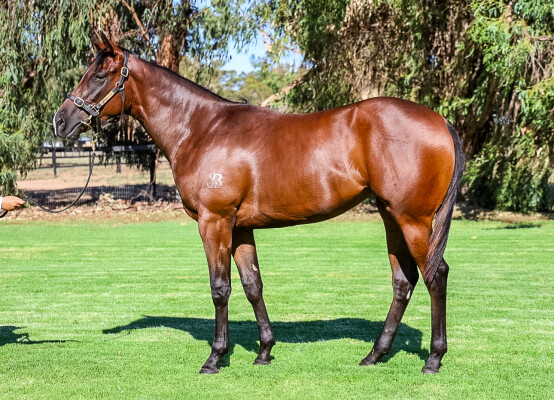 Lot 437: Toronado (IRE) / Waterloo Sunset