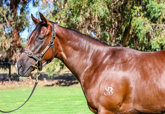 Lot 437: Toronado (IRE) / Waterloo Sunset