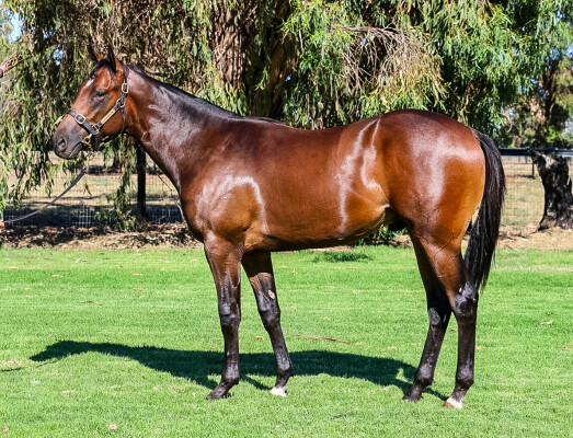 Lot 552: Toronado (IRE) / Chantrea